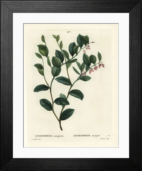 Framed Print : Fetterbush, Andromeda marginata Framed Print : Fetterbush, Andromeda marginata