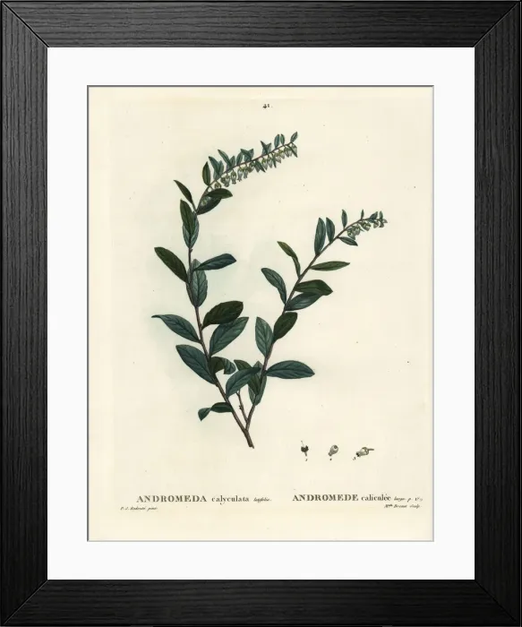 Framed Print : Leatherleaf, Chamaedaphne calyculata Framed Print : Leatherleaf, Chamaedaphne calyculata