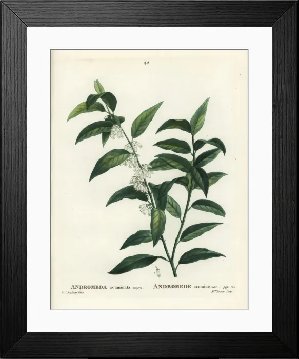 Framed Print : Fetterbush, Andromeda acuminata Framed Print : Fetterbush, Andromeda acuminata