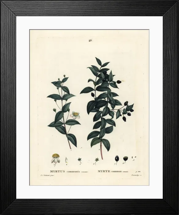 Framed Print : Common myrtle, Myrtus communis Framed Print : Common myrtle, Myrtus communis