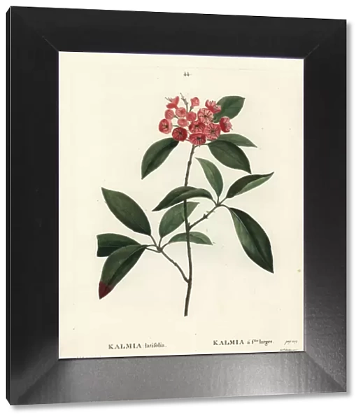 Mountain laurel or calico bush, Kalmia latifolia