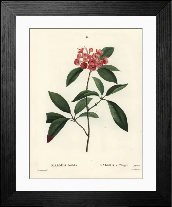 Framed Print : Mountain laurel or calico bush, Kalmia latifolia Framed Print : Mountain laurel or calico bush, Kalmia latifolia