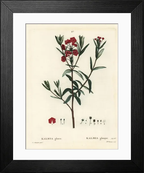 Framed Print : Bog laurel, Kalmia polifolia Framed Print : Bog laurel, Kalmia polifolia