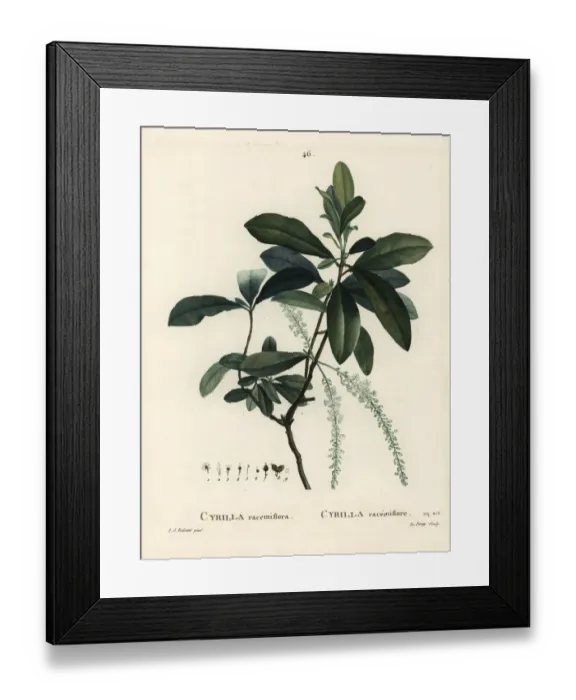 Framed Print : Swamp cyrilla, Cyrilla racemiflora Framed Print : Swamp cyrilla, Cyrilla racemiflora