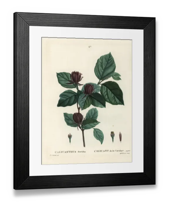 Framed Print : Carolina spicebush or eastern sweetshrub Framed Print : Carolina spicebush or eastern sweetshrub
