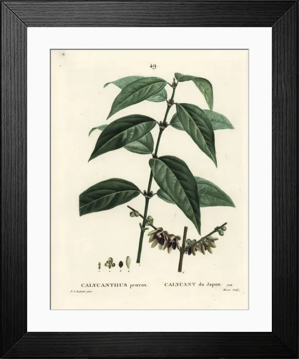 Framed Print : Japanese allspice, Chimonanthus praecox Framed Print : Japanese allspice, Chimonanthus praecox