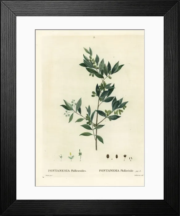 Framed Print : Syrian privet, Fontanesia phillyreoides Framed Print : Syrian privet, Fontanesia phillyreoides