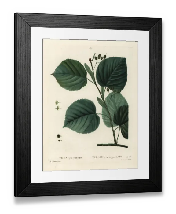Framed Print : Largeleaf linden tree, Tilia platyphyllos Framed Print : Largeleaf linden tree, Tilia platyphyllos