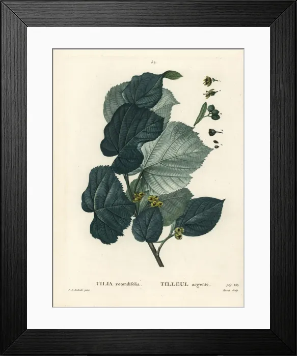 Framed Print : Lime tree, Tilia rotundifolia Framed Print : Lime tree, Tilia rotundifolia