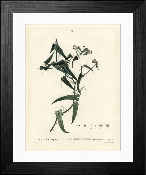 Framed Print : Mediterranean smilax, Smilax aspera Framed Print : Mediterranean smilax, Smilax aspera