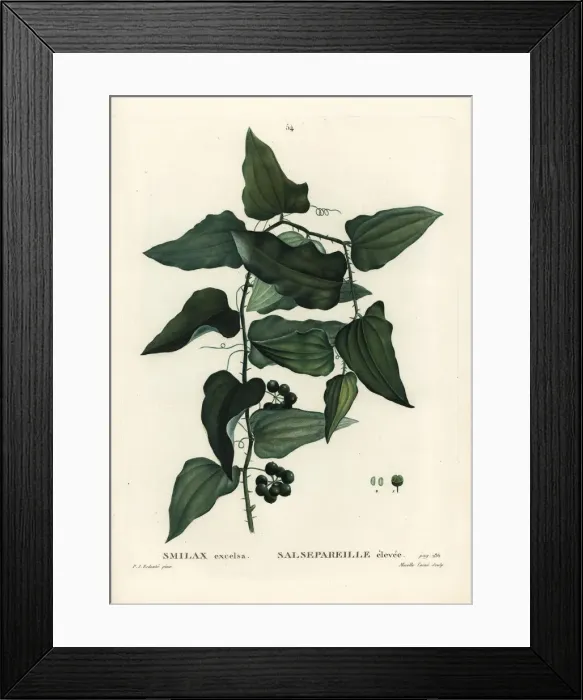 Framed Print : Mediterranean smilax, Smilax aspera Framed Print : Mediterranean smilax, Smilax aspera