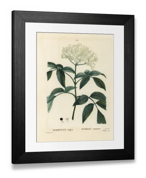 Framed Print : Black elder or European elderberry, Sambucus nigra Framed Print : Black elder or European elderberry, Sambucus nigra