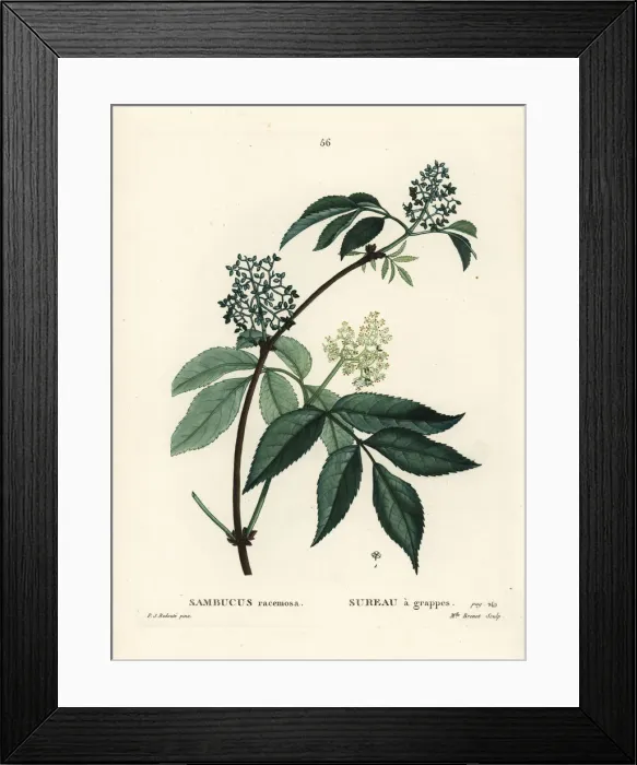 Framed Print : Red elderberry or red-berried elder, Sambucus racemosa Framed Print : Red elderberry or red-berried elder, Sambucus racemosa