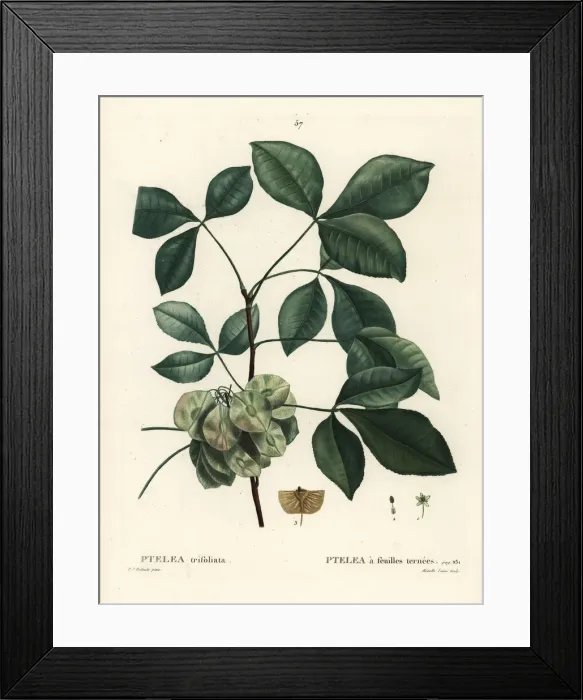 Framed Print : Common hoptree, Ptelea trifoliata Framed Print : Common hoptree, Ptelea trifoliata