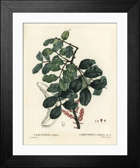 Framed Print : Carob tree or locust bean, Ceratonia siliqua Framed Print : Carob tree or locust bean, Ceratonia siliqua