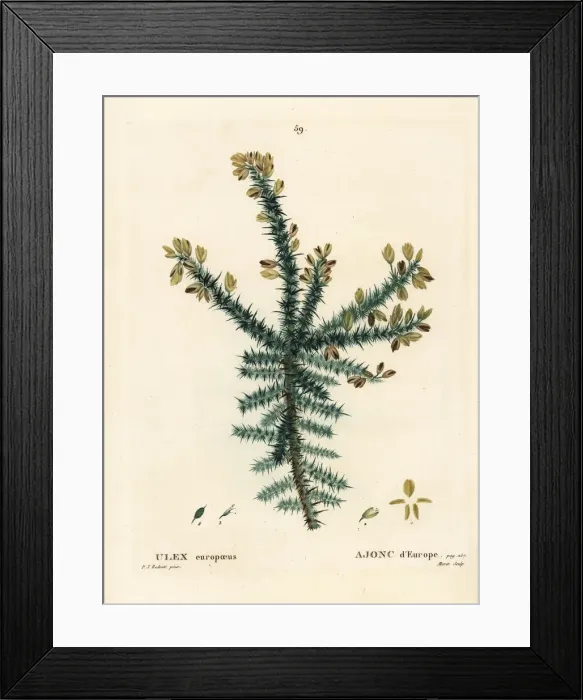 Framed Print : Gorse, Ulex europaeus Framed Print : Gorse, Ulex europaeus