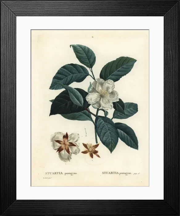 Framed Print : Malachodendron pentagynum Framed Print : Malachodendron pentagynum