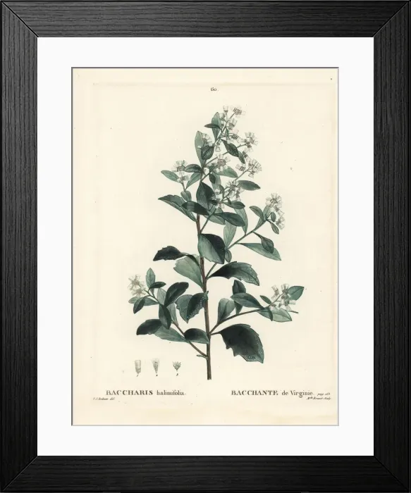 Framed Print : Eastern baccharis, Baccharis halimifolia Framed Print : Eastern baccharis, Baccharis halimifolia
