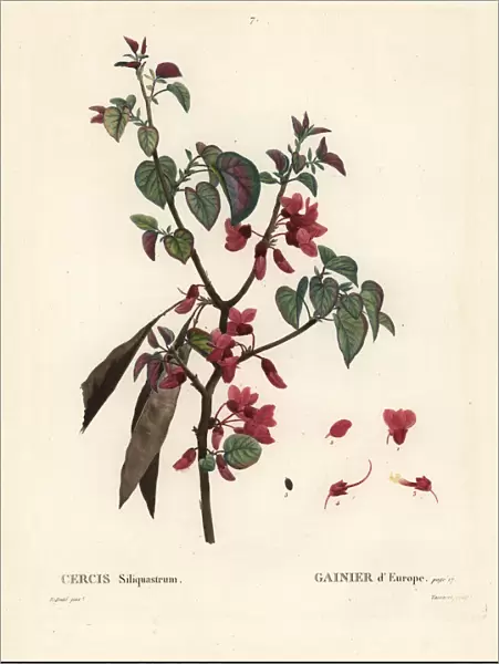 Judas tree, Cercis siliquastrum