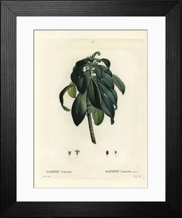 Framed Print : Spurge laurel, Daphne laureola Framed Print : Spurge laurel, Daphne laureola