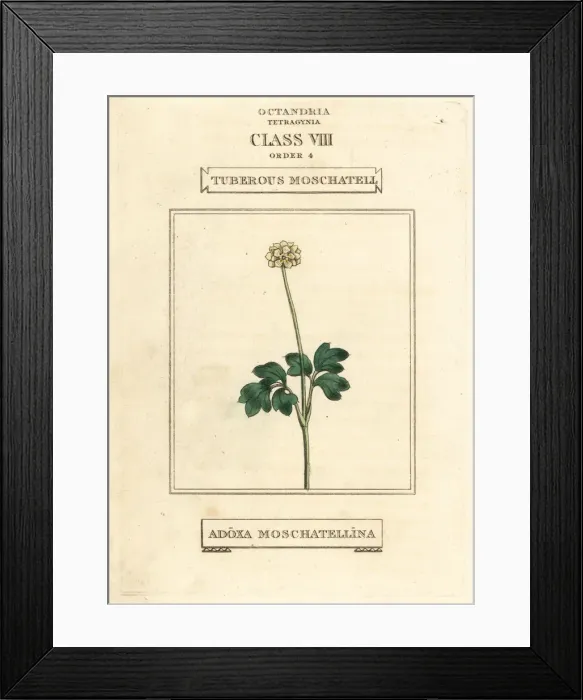 Framed Print : Tuberous moschatel, Adoxa moschatellina Framed Print : Tuberous moschatel, Adoxa moschatellina