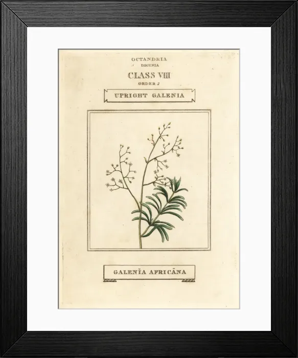Framed Print : Upright galenia, Galenia africana Framed Print : Upright galenia, Galenia africana