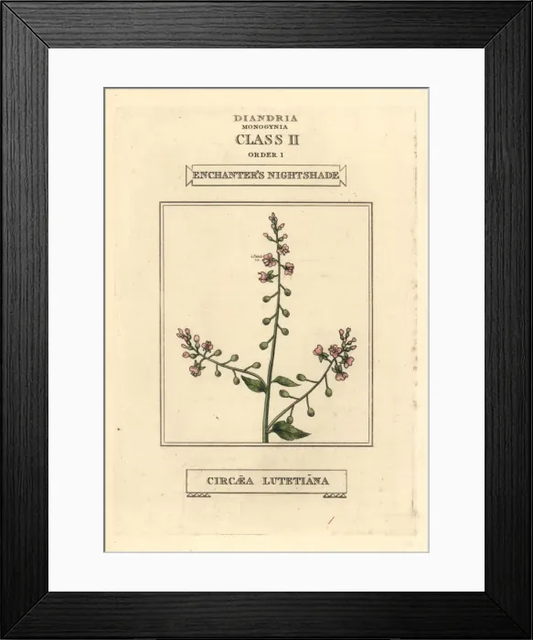 Framed Print : Enchanters nightshade, Circaea lutetiana