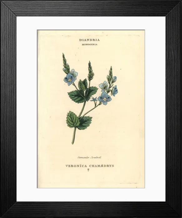 Framed Print : Germander speedwell, Veronica chamaedrys Framed Print : Germander speedwell, Veronica chamaedrys