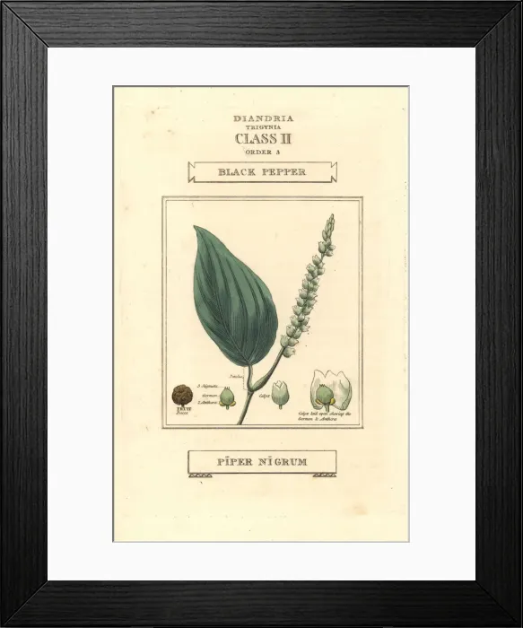 Framed Print : Black pepper, Piper nigrum Framed Print : Black pepper, Piper nigrum