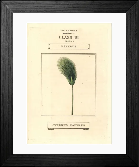 Framed Print : Papyrus grass, Cyperus papyrus Framed Print : Papyrus grass, Cyperus papyrus