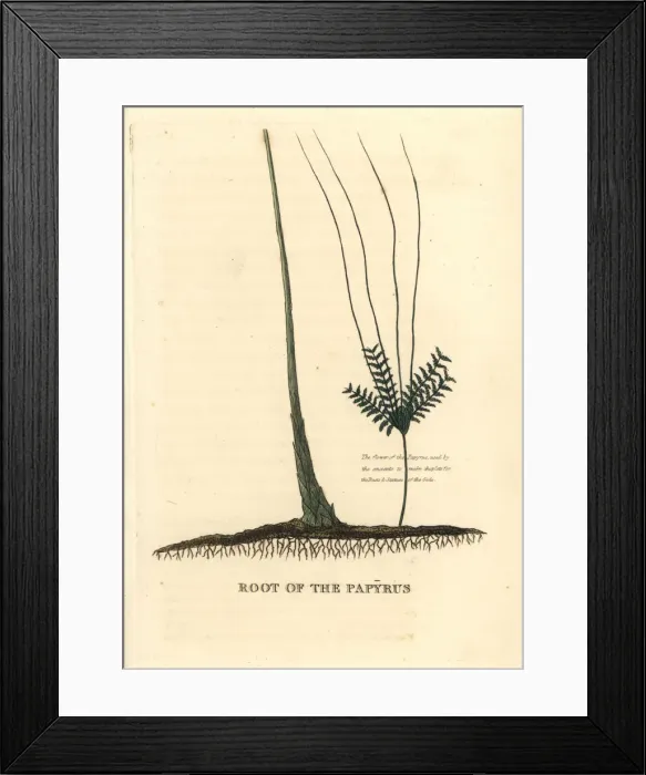 Framed Print : Papyrus grass root, Cyperus papyrus Framed Print : Papyrus grass root, Cyperus papyrus