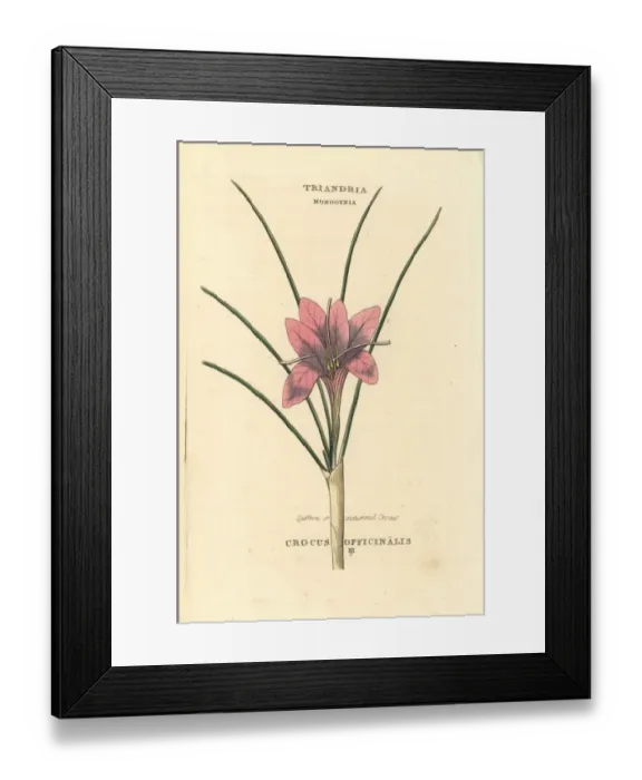 Framed Print : Saffron or autumnal crocus, Crocus officinalis Framed Print : Saffron or autumnal crocus, Crocus officinalis