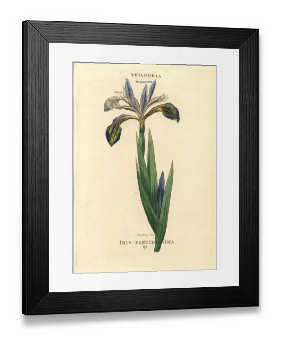 Framed Print : Stinking iris, Iris foetidissima Framed Print : Stinking iris, Iris foetidissima