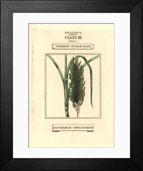 Framed Print : Common sugarcane, Saccharum officinarum Framed Print : Common sugarcane, Saccharum officinarum