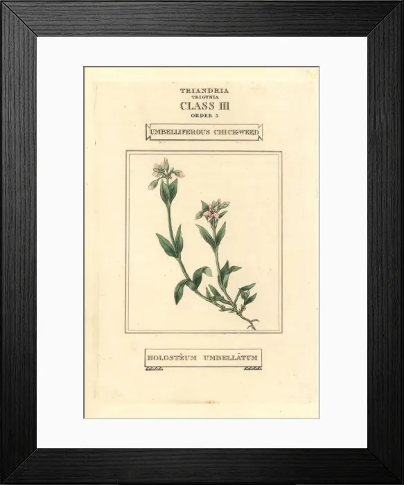 Framed Print : Umbelliferous chickweed, Holosteum umbellatum Framed Print : Umbelliferous chickweed, Holosteum umbellatum