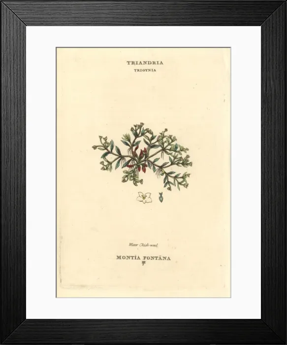 Framed Print : Water chickweed, Montia fontana Framed Print : Water chickweed, Montia fontana