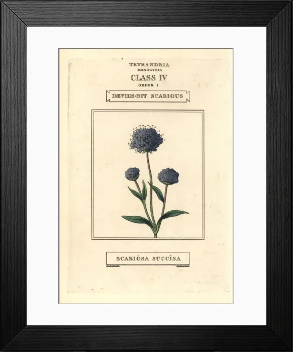 Framed Print : Devils bit scabious, Succisa pratensis Framed Print : Devils bit scabious, Succisa pratensis