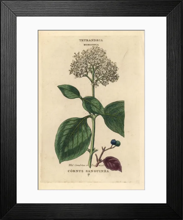 Framed Print : Wild cornel tree or dogwood, Cornus sanguinea Framed Print : Wild cornel tree or dogwood, Cornus sanguinea
