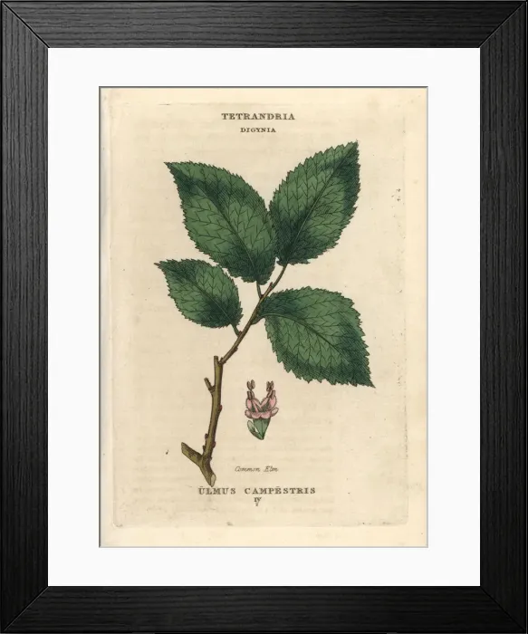 Framed Print : Common elm, Ulmus glabra Framed Print : Common elm, Ulmus glabra