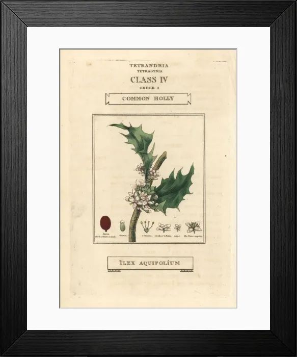 Framed Print : Common holly, Ilex aquifolium Framed Print : Common holly, Ilex aquifolium