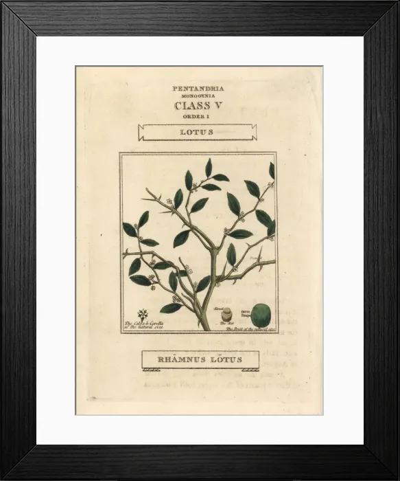 Framed Print : Jujube, Ziziphus lotus Framed Print : Jujube, Ziziphus lotus