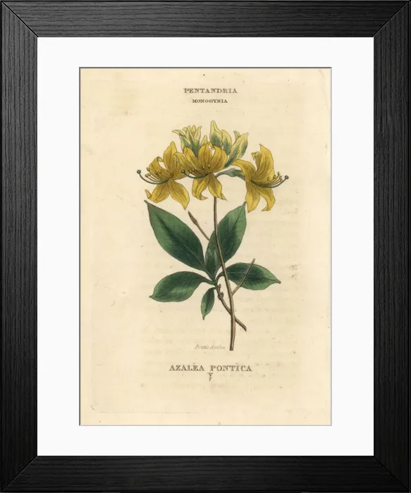 Framed Print : Yellow azalea, Rhododendron luteum Framed Print : Yellow azalea, Rhododendron luteum