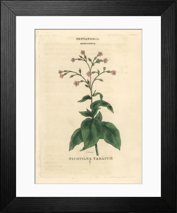 Framed Print : Tobacco, Nicotiana tabacum Framed Print : Tobacco, Nicotiana tabacum