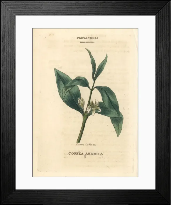 Framed Print : Coffee, Coffea arabica Framed Print : Coffee, Coffea arabica