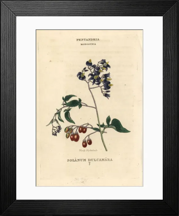 Framed Print : Woody nightshade, Solanum dulcamara Framed Print : Woody nightshade, Solanum dulcamara