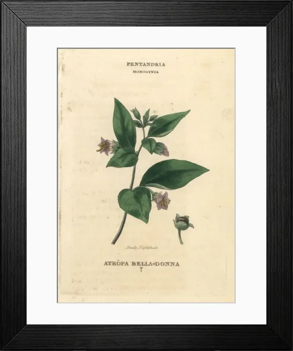 Framed Print : Deadly nightshade, Atropa belladonna Framed Print : Deadly nightshade, Atropa belladonna