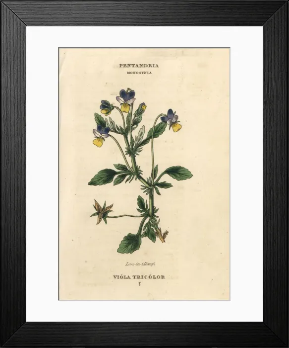 Framed Print : Heartsease or Love in idleness, Viola tricolor Framed Print : Heartsease or Love in idleness, Viola tricolor