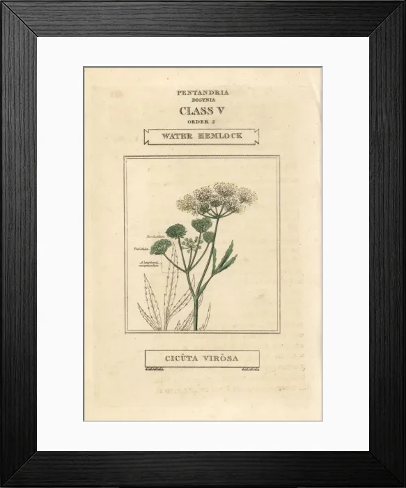 Framed Print : Water hemlock, Cicuta virosa Framed Print : Water hemlock, Cicuta virosa