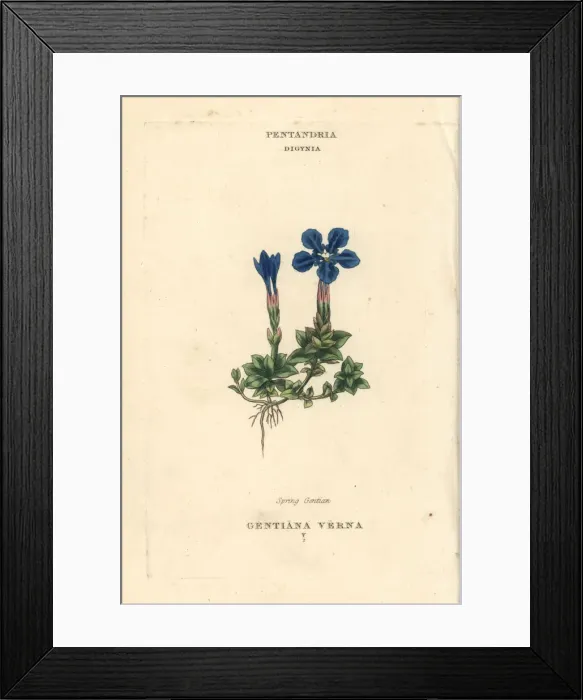 Framed Print : Spring gentian, Gentiana verna Framed Print : Spring gentian, Gentiana verna