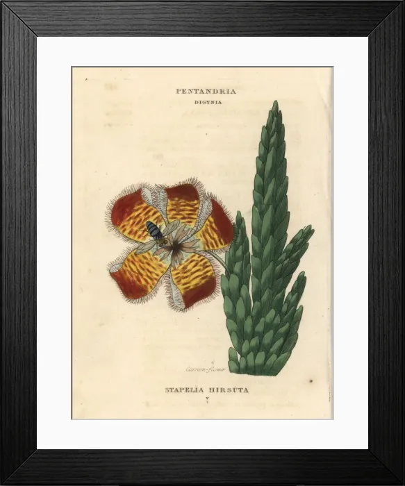 Framed Print : Carrion flower or fetid stapelia, Stapelia hirsuta Framed Print : Carrion flower or fetid stapelia, Stapelia hirsuta
